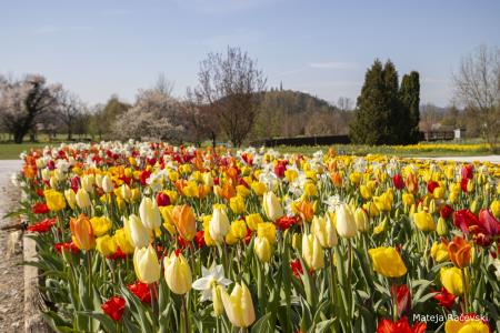 Spomladanska razstava Arboretum Volčji Potok Foto Mateja Račevski-5